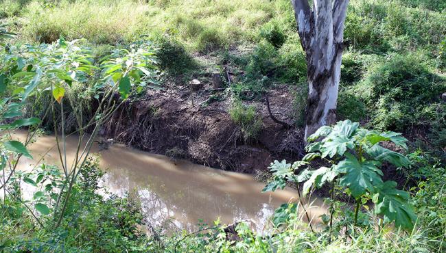 The Bremer River is the perfect location to replant trees in Centor's One door: One tree program